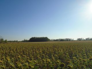 Eladó 3460 m²-esmezőgazdasági ingatlan Tiszakécske, Székhalom dűlő: 29'900'000 Ft