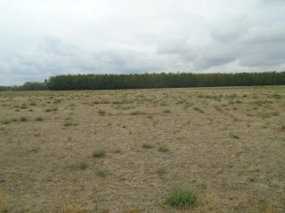 Eladó 9727 m²-esmezőgazdasági ingatlan Tiszakécske, Székhalom dűlő: 12'900'000 Ft