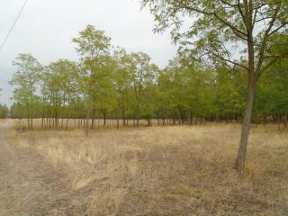 Eladó 9727 m²-esmezőgazdasági ingatlan Tiszakécske, Székhalom dűlő: 12'900'000 Ft