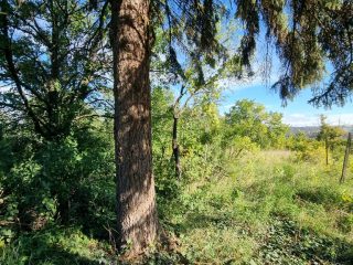 Eladó 4406 m²-estelek Vác, Felső-Törökhegy út: 85'917'000 Ft