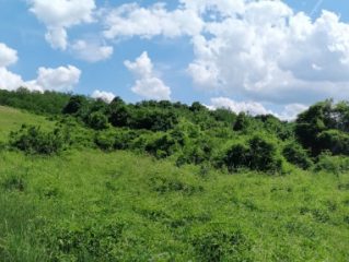 Eladó 16215 m²-estelek Vác, Papvölgy utca: 100'000'000 Ft