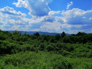 Eladó 16215 m²-estelek Vác, Papvölgy utca: 100'000'000 Ft