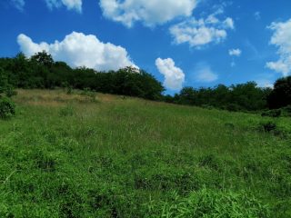 Eladó 16215 m²-estelek Vác, Papvölgy utca: 100'000'000 Ft