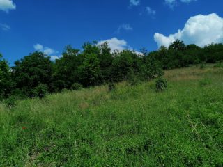 Eladó 16215 m²-estelek Vác, Papvölgy utca: 100'000'000 Ft