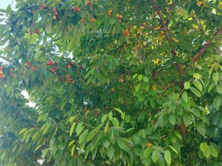 Eladó 320 m²-esegyéb vendéglátó egység Zamárdi, Helka út: 369'000'000 Ft