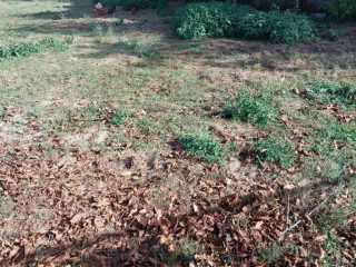 Eladó 889 m²-estelek Zamárdi, Ófalu: 38'900'000 Ft