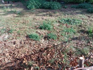 Eladó 889 m²-estelek Zamárdi, Ófalu: 38'900'000 Ft