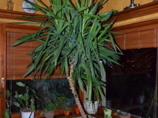 Eladó 285 m²-escsaládi ház Zsámbék, Petőfi Sándor utca: 120'000'000 Ft