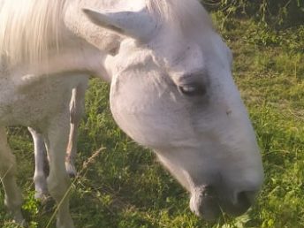 Kiadó 400 m²-estelek XVII. Kerület (Rákoscsaba Újtelep) , M0 közeli utca: 130'000 Ft