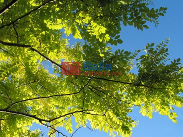 Eladó 910 m²-estelek Sárszentlőrinc, Borjád-Úzd térsége: 8'900'000 Ft